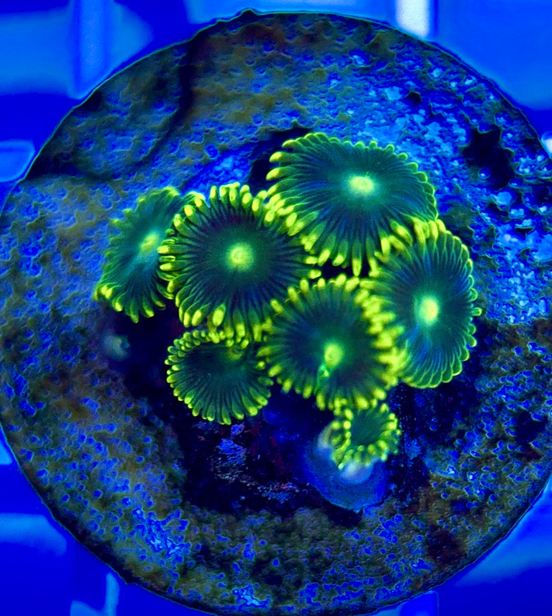 Aquacultured Zoanthids/Playthoa AZP050202 WYSIWYG