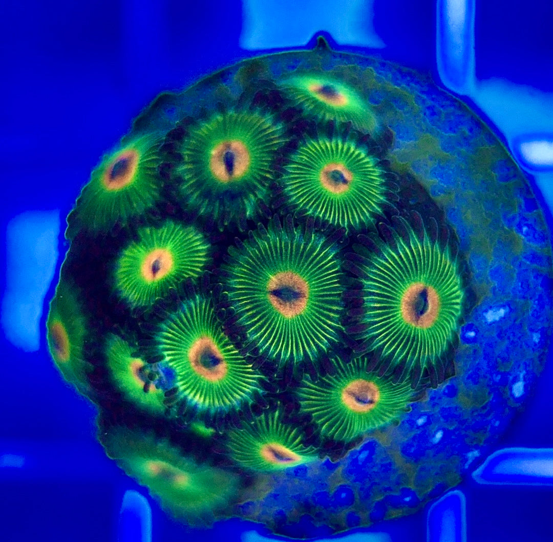 Aquacultured Zoanthids/Playthoa AZP050203 WYSIWYG