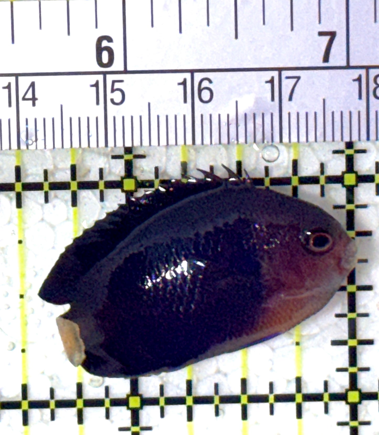 Royal Blue Pygmy Angelfish RBPA122901 WYSIWYG Size: XL 1.75" approx