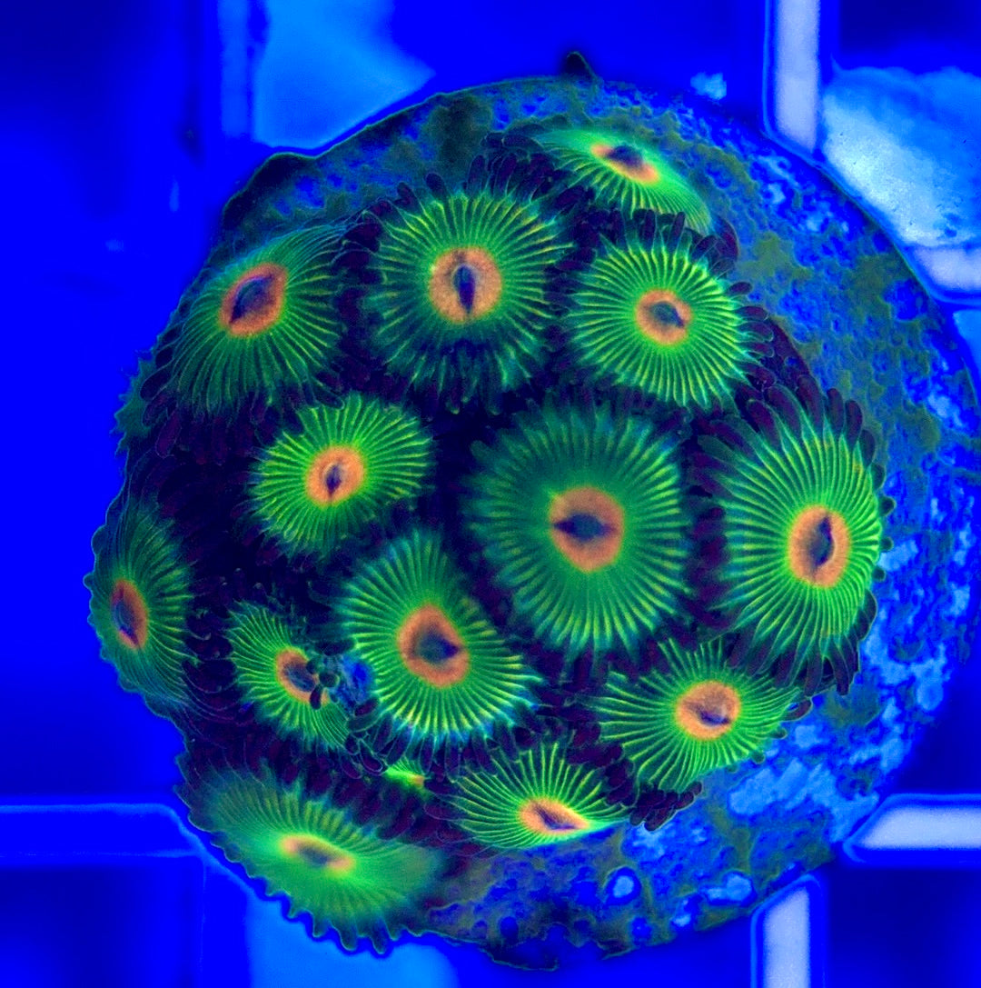 Aquacultured Zoanthids/Playthoa AZP050203 WYSIWYG