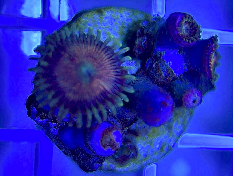 Aquacultured Zoanthids/Playthoa AZP050204 WYSIWYG