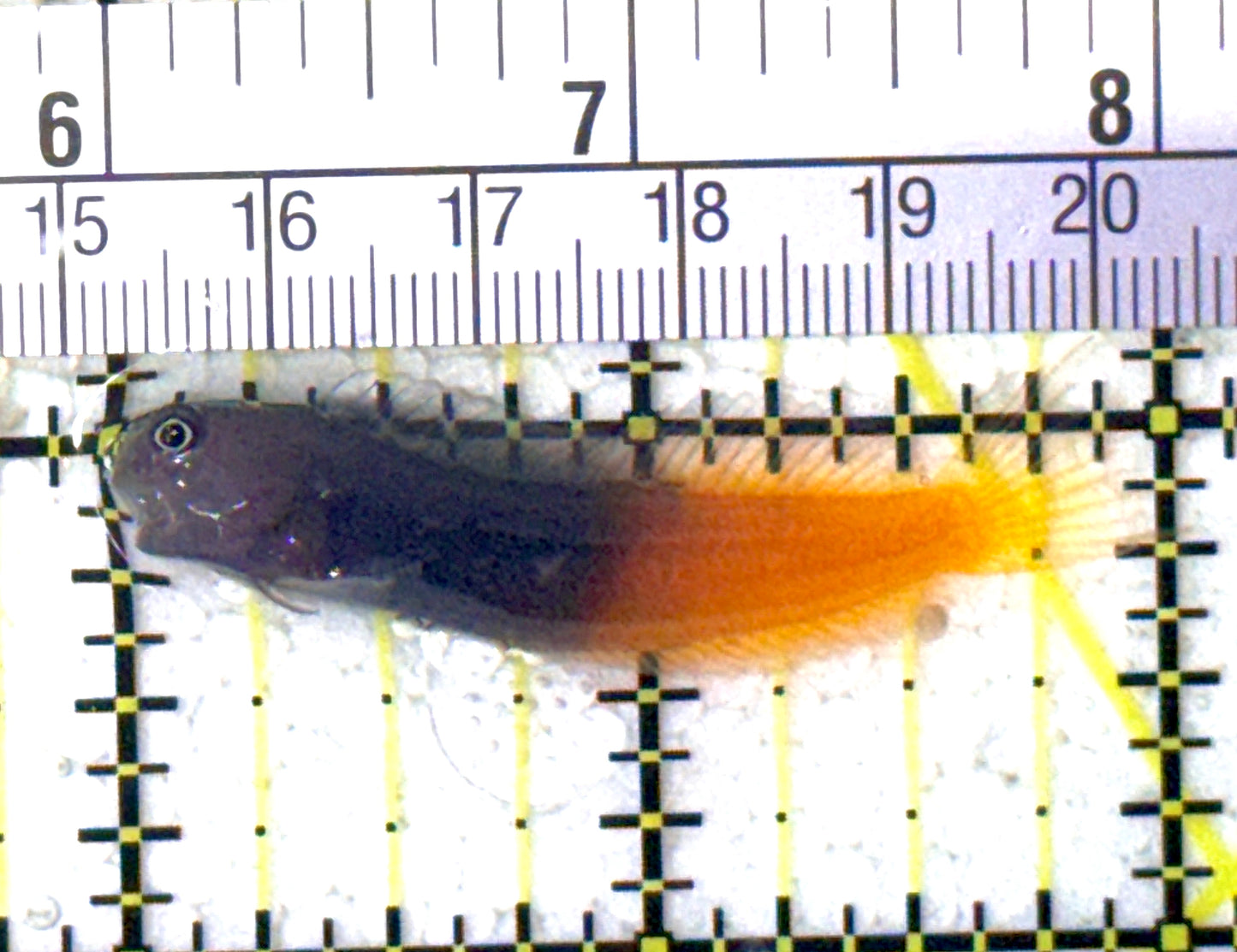 Bicolor Blenny BB122901 WYSIWYG Size: S 2" approx