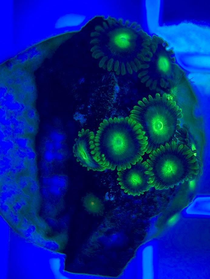 Aquacultured Zoanthids/Playthoa AZP050205 WYSIWYG