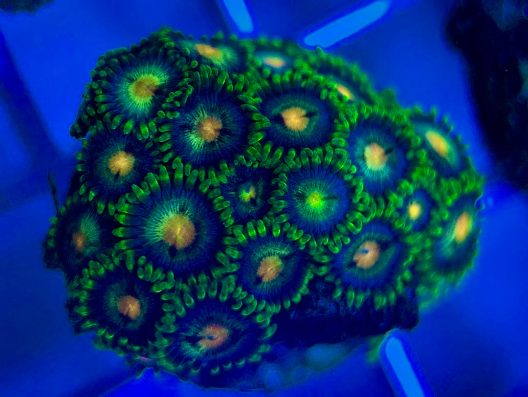 Aquacultured Zoanthids/Playthoa AZP050206 WYSIWYG