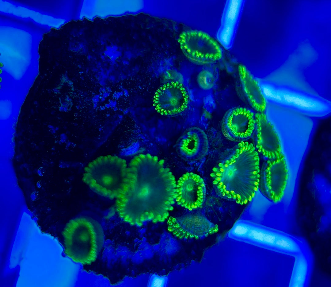 Aquacultured Zoanthids/Playthoa AZP050207 WYSIWYG
