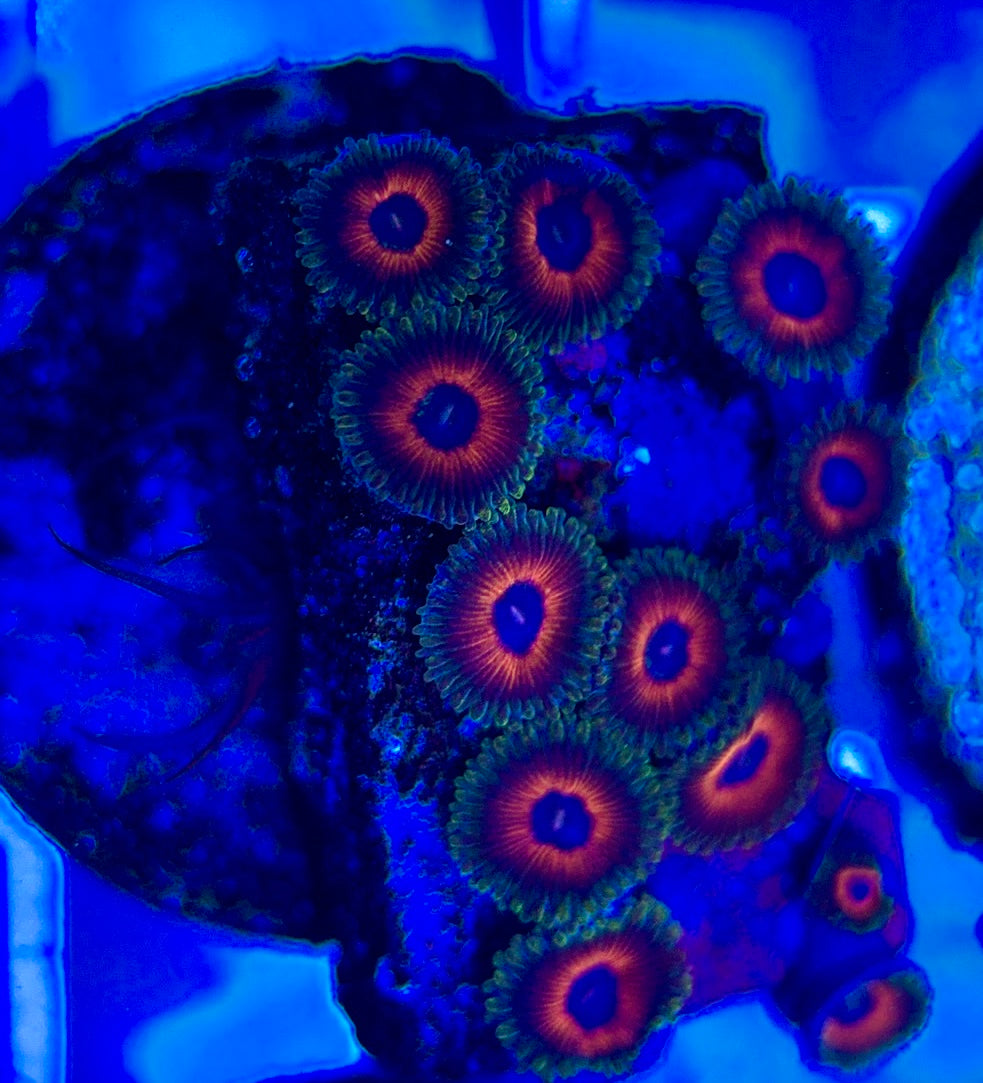 Aquacultured Zoanthids/Playthoa AZP050208 WYSIWYG