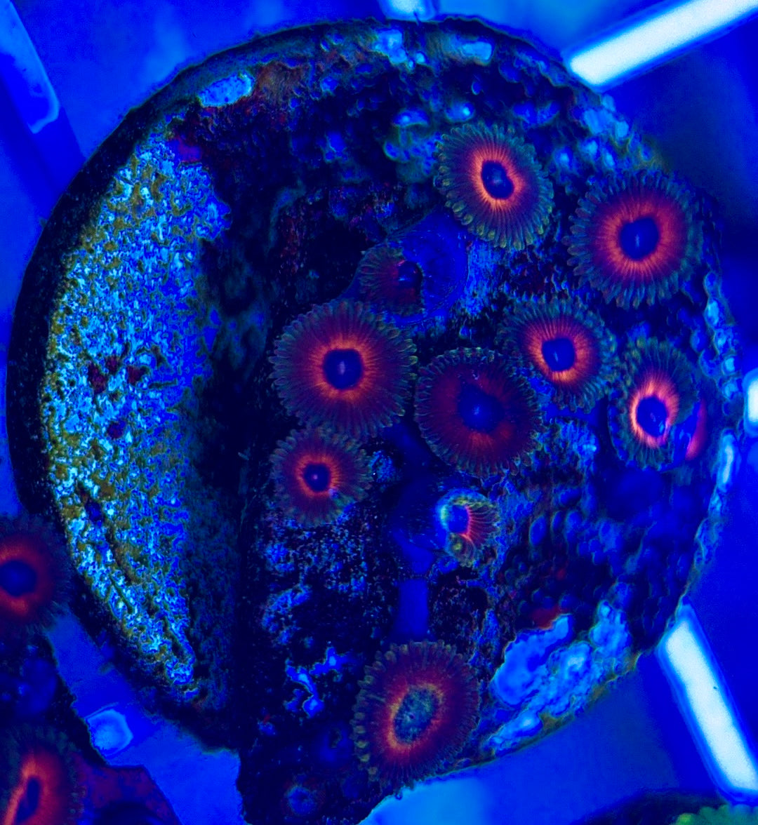 Aquacultured Zoanthids/Playthoa AZP050209 WYSIWYG