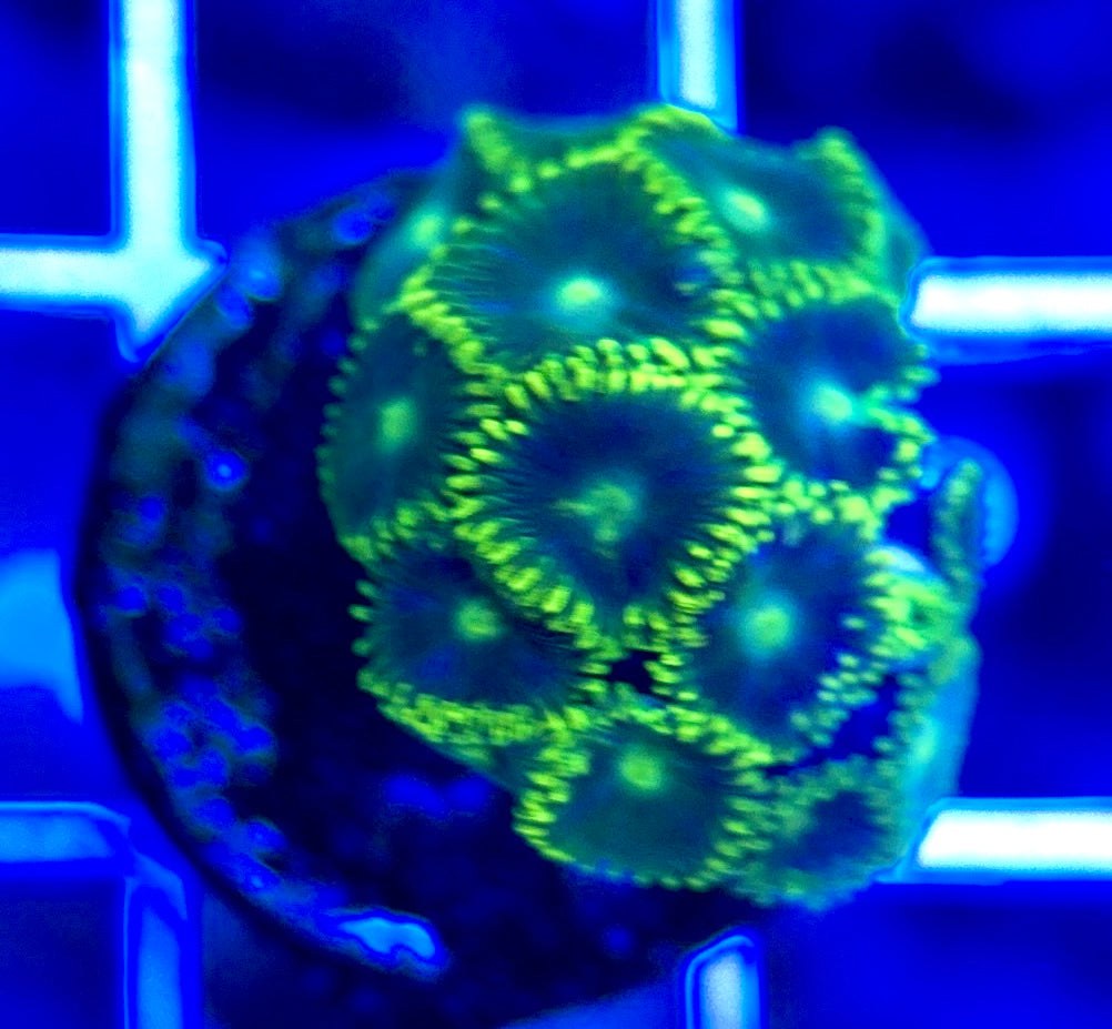 Aquacultured Zoanthids/Playthoa AZP050210 WYSIWYG