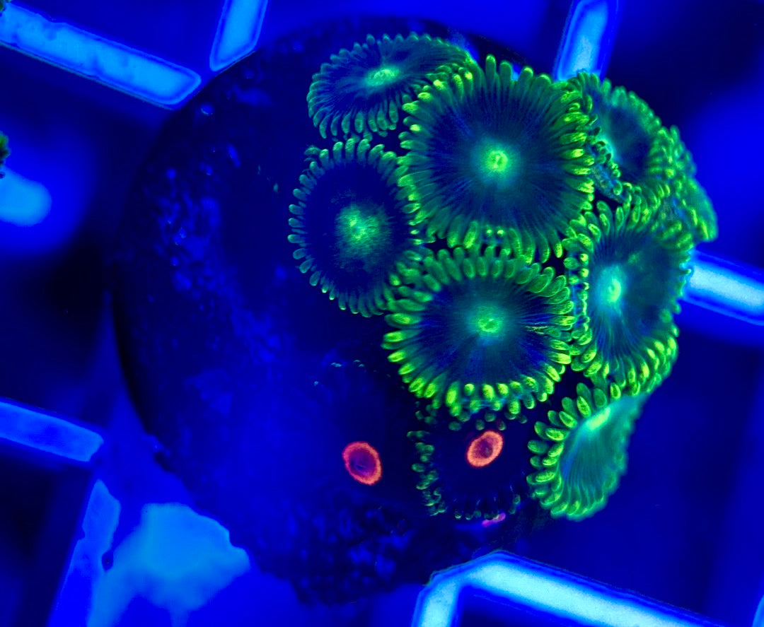 Aquacultured Zoanthids/Playthoa AZP050211 WYSIWYG