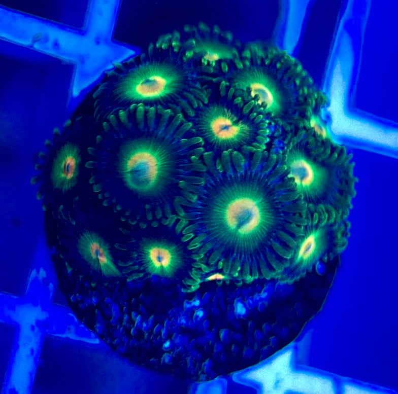 Aquacultured Zoanthids/Playthoa AZP050212 WYSIWYG