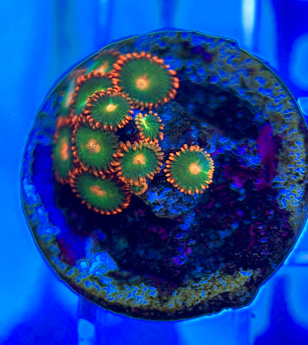 Aquacultured Zoanthids/Playthoa AZP050301 WYSIWYG