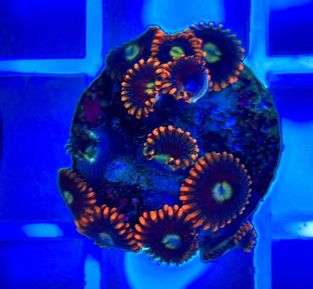 Aquacultured Zoanthids/Playthoa AZP050302 WYSIWYG