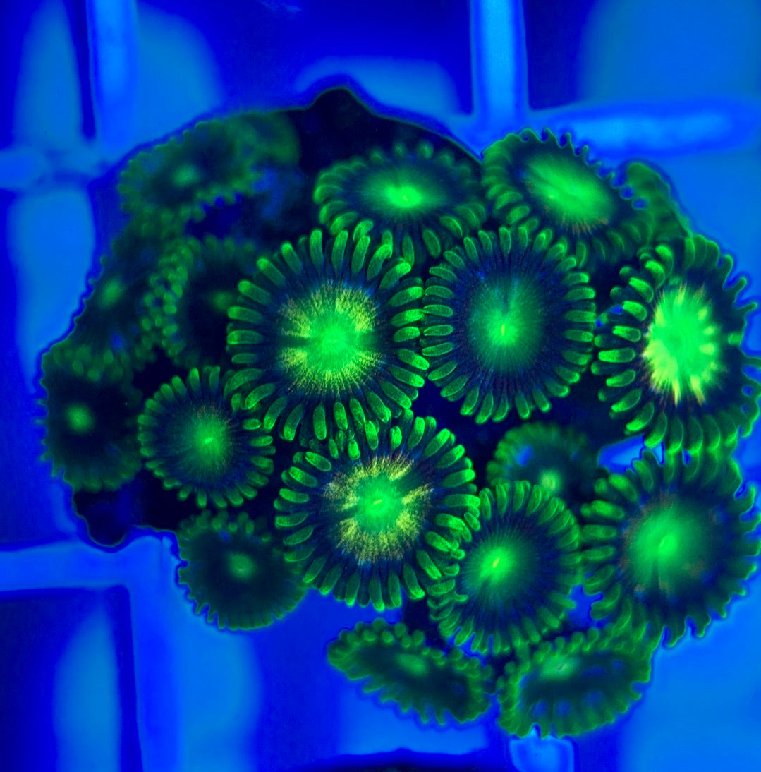 Aquacultured Zoanthids/Playthoa AZP050303 WYSIWYG