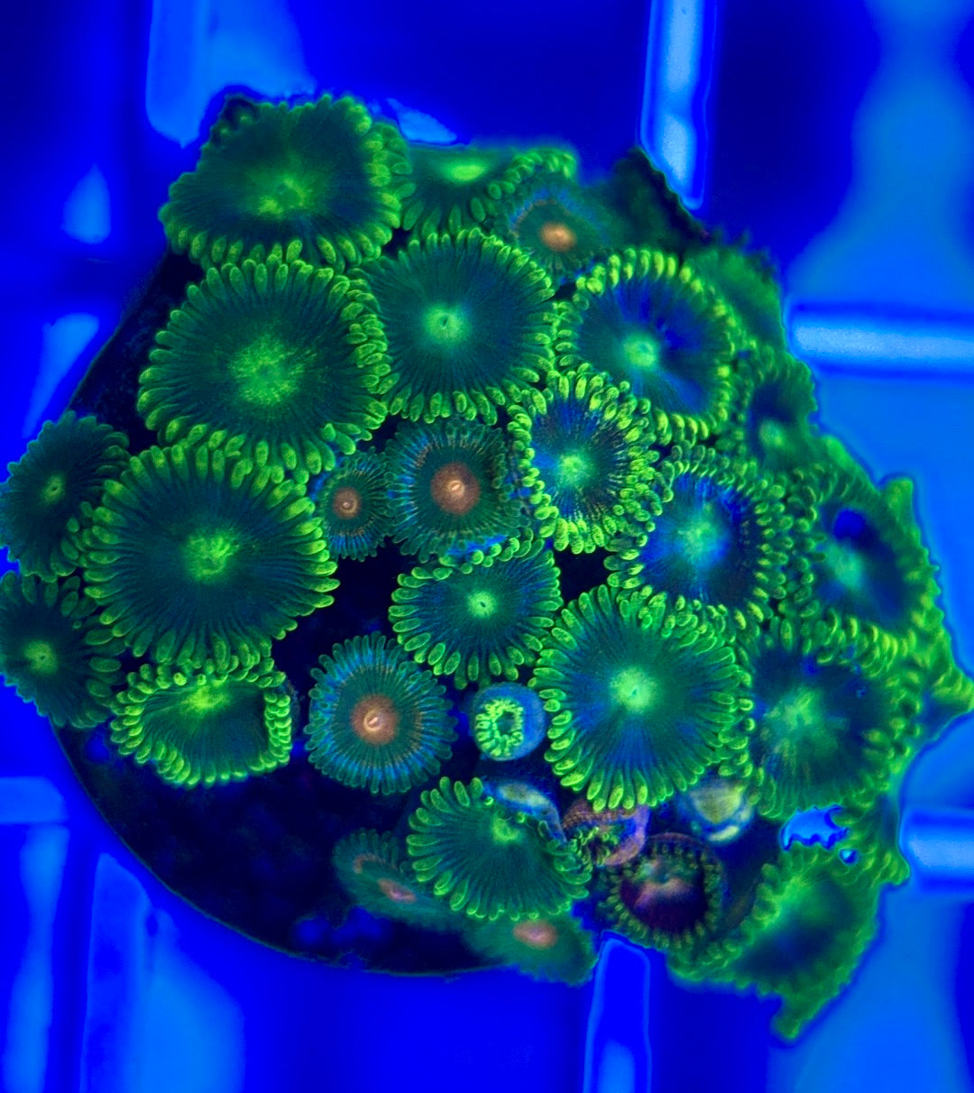 Aquacultured Zoanthids/Playthoa AZP050304 WYSIWYG