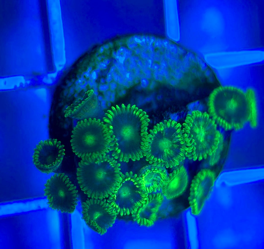 Aquacultured Zoanthids/Playthoa AZP050306 WYSIWYG