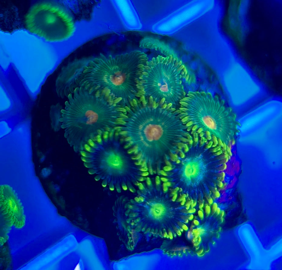 Aquacultured Zoanthids/Playthoa AZP050307 WYSIWYG