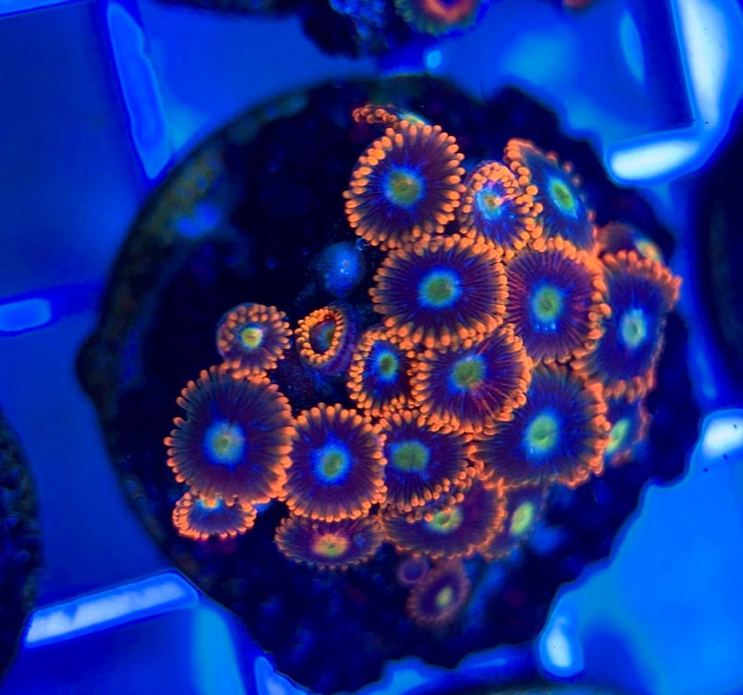 Aquacultured Zoanthids/Playthoa AZP050308 WYSIWYG