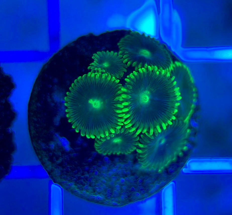 Aquacultured Zoanthids/Playthoa AZP050309 WYSIWYG