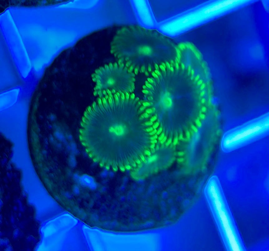 Aquacultured Zoanthids/Playthoa AZP050309 WYSIWYG