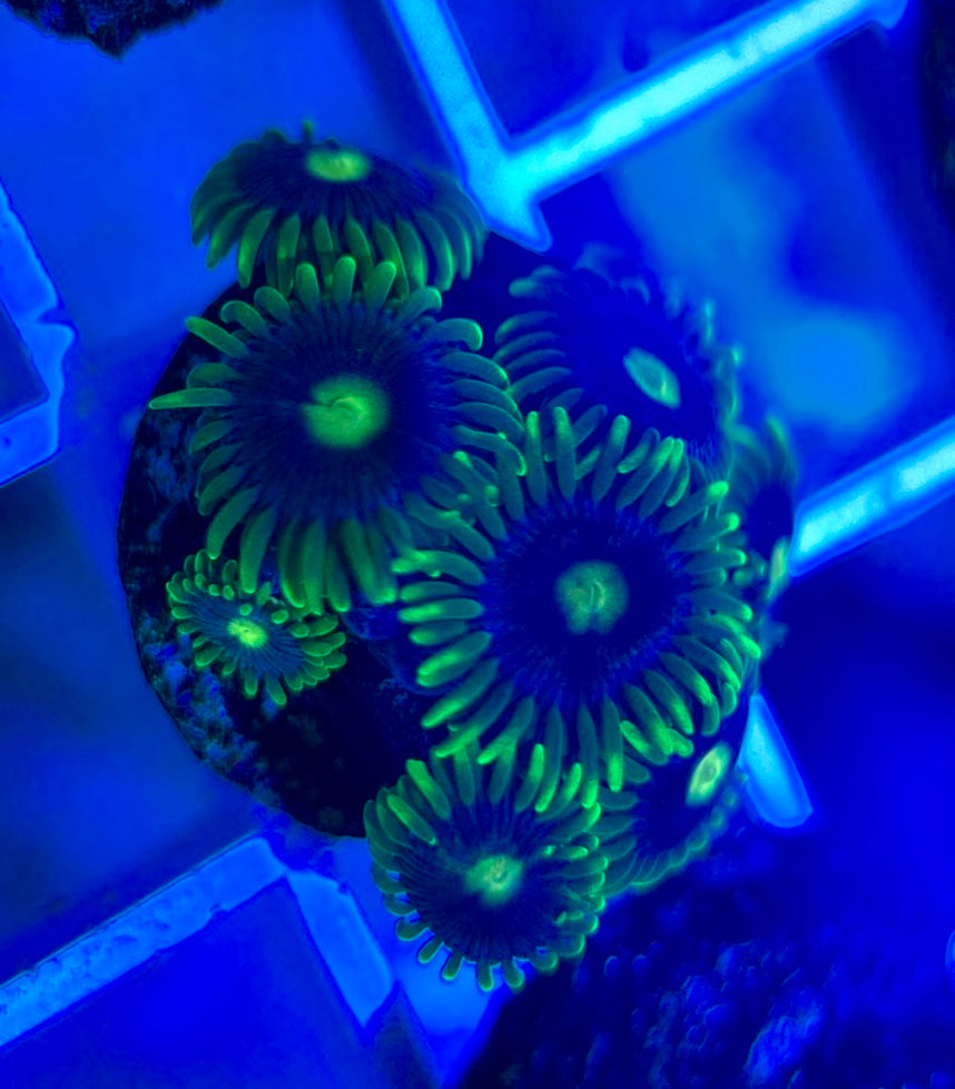 Aquacultured Zoanthids/Playthoa AZP050310 WYSIWYG
