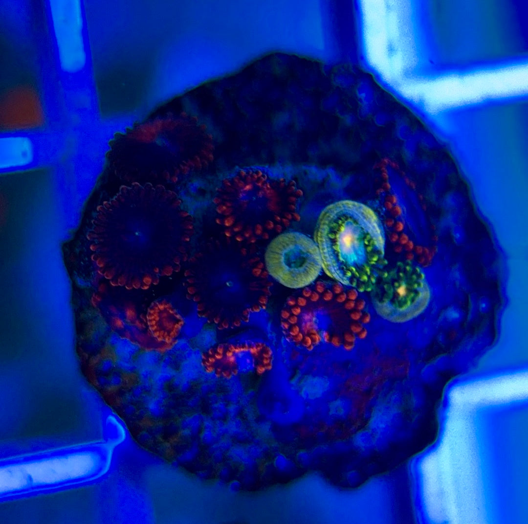 Aquacultured Zoanthids/Playthoa AZP050312 WYSIWYG
