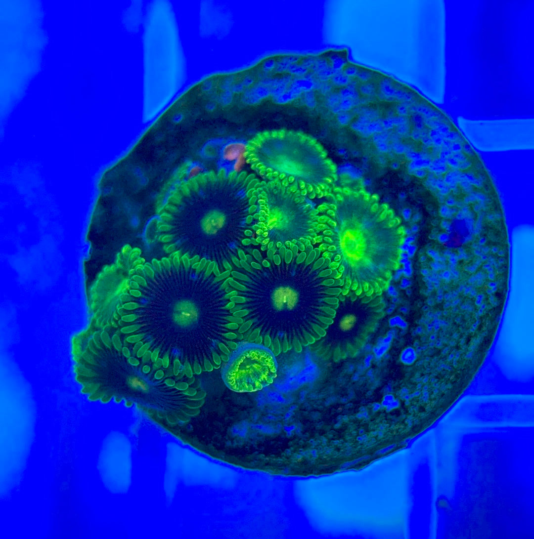 Aquacultured Zoanthids/Playthoa AZP050301 WYSIWYG