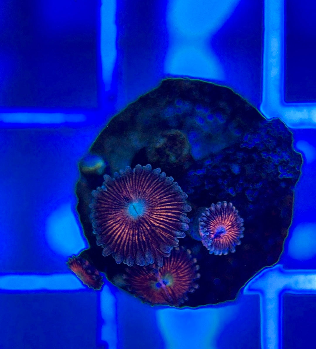 Aquacultured Zoanthids/Playthoa AZP050302 WYSIWYG