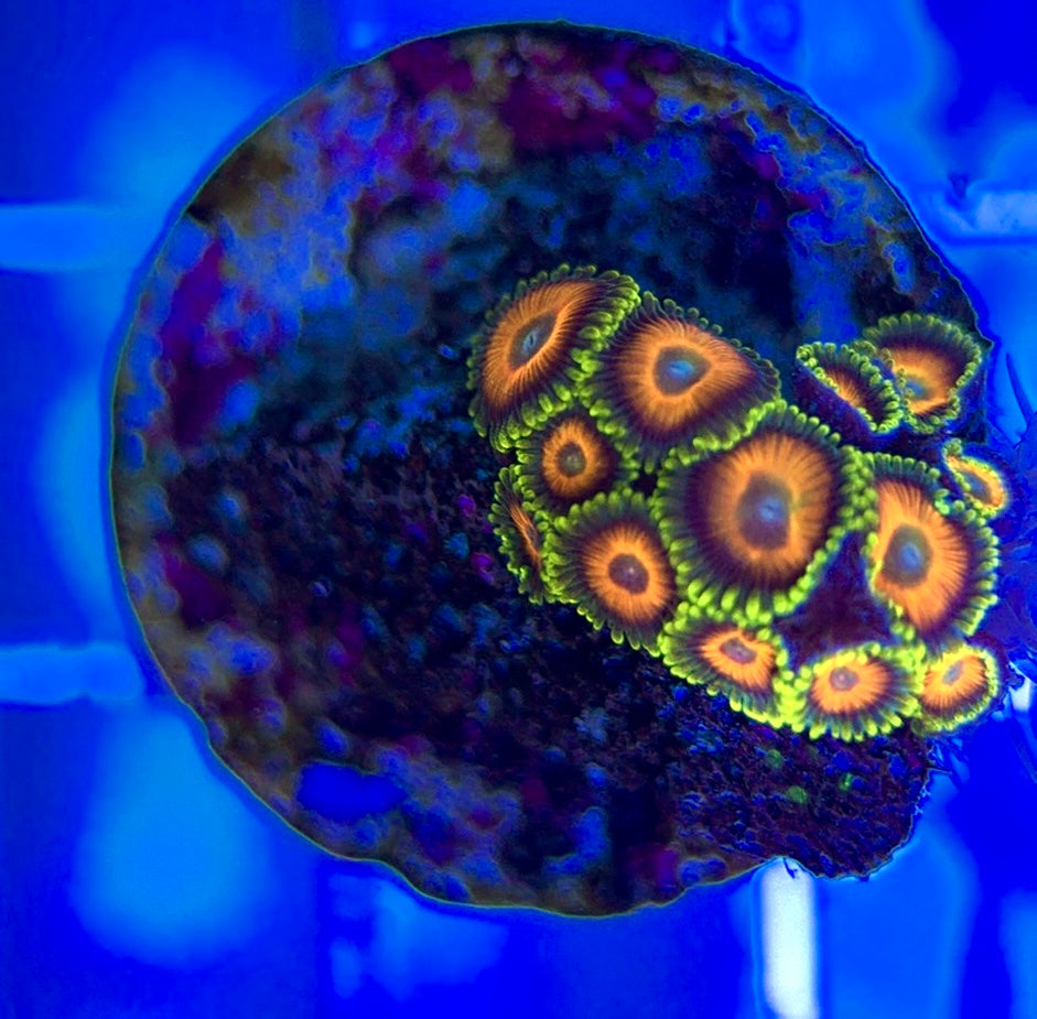 Aquacultured Zoanthids/Playthoa AZP050303 WYSIWYG