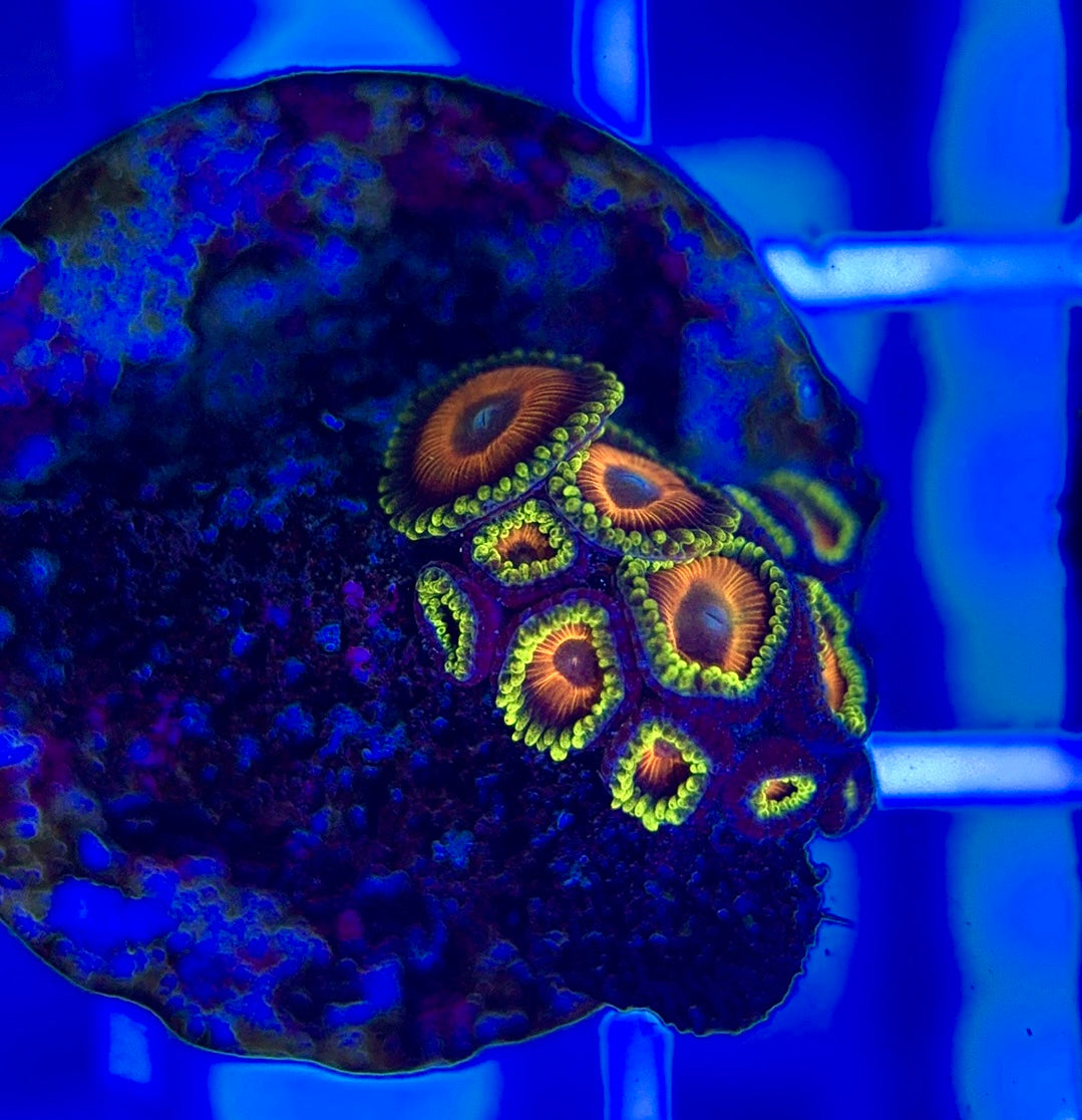 Aquacultured Zoanthids/Playthoa AZP050303 WYSIWYG