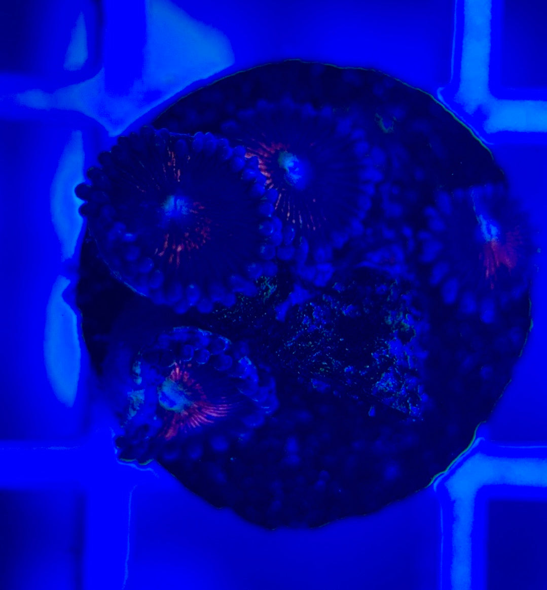 Aquacultured Zoanthids/Playthoa AZP050304 WYSIWYG