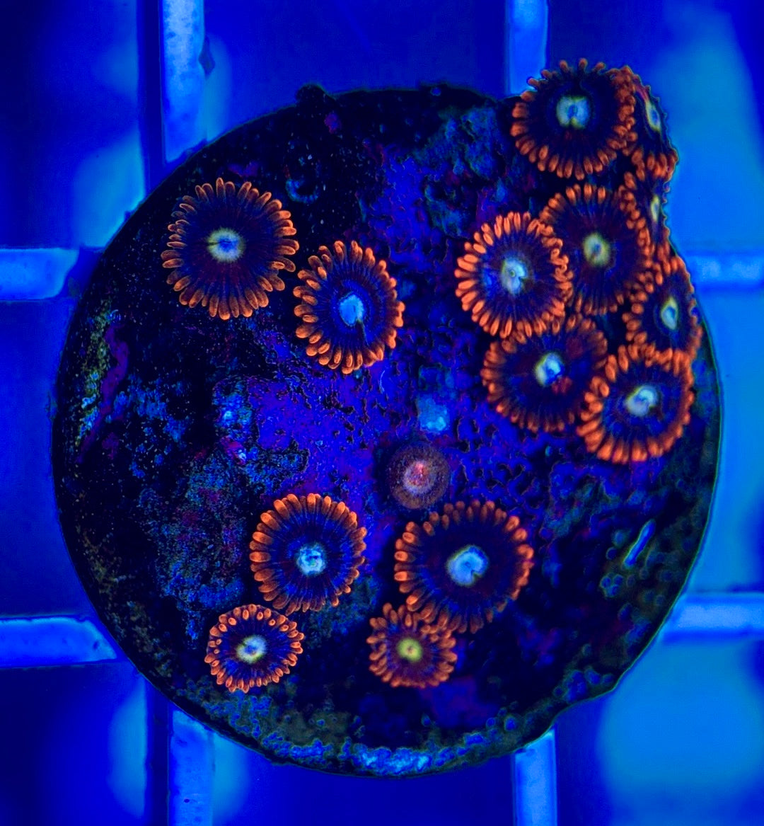 Aquacultured Zoanthids/Playthoa AZP050305 WYSIWYG