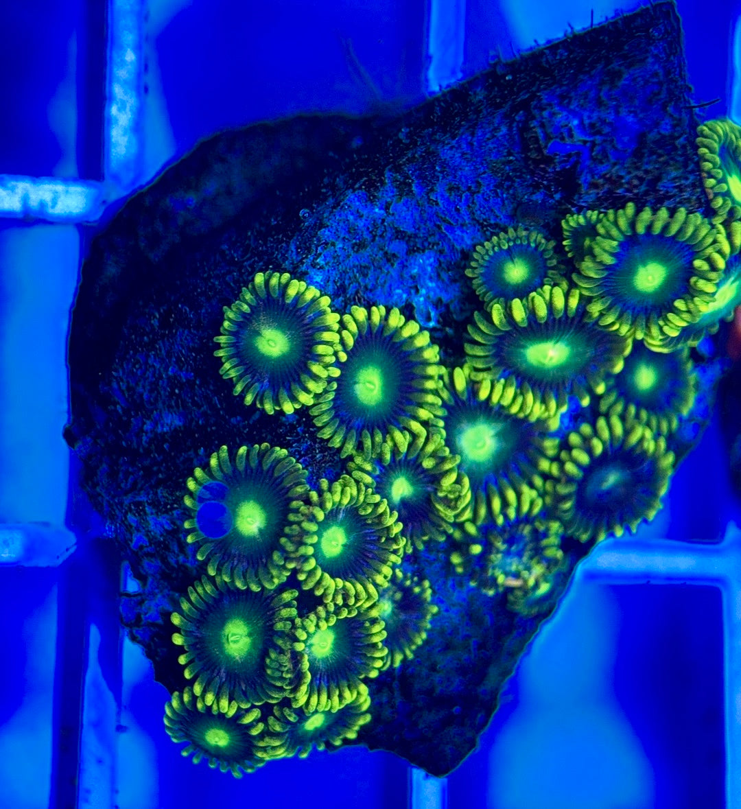 Aquacultured Zoanthids/Playthoa AZP050306 WYSIWYG