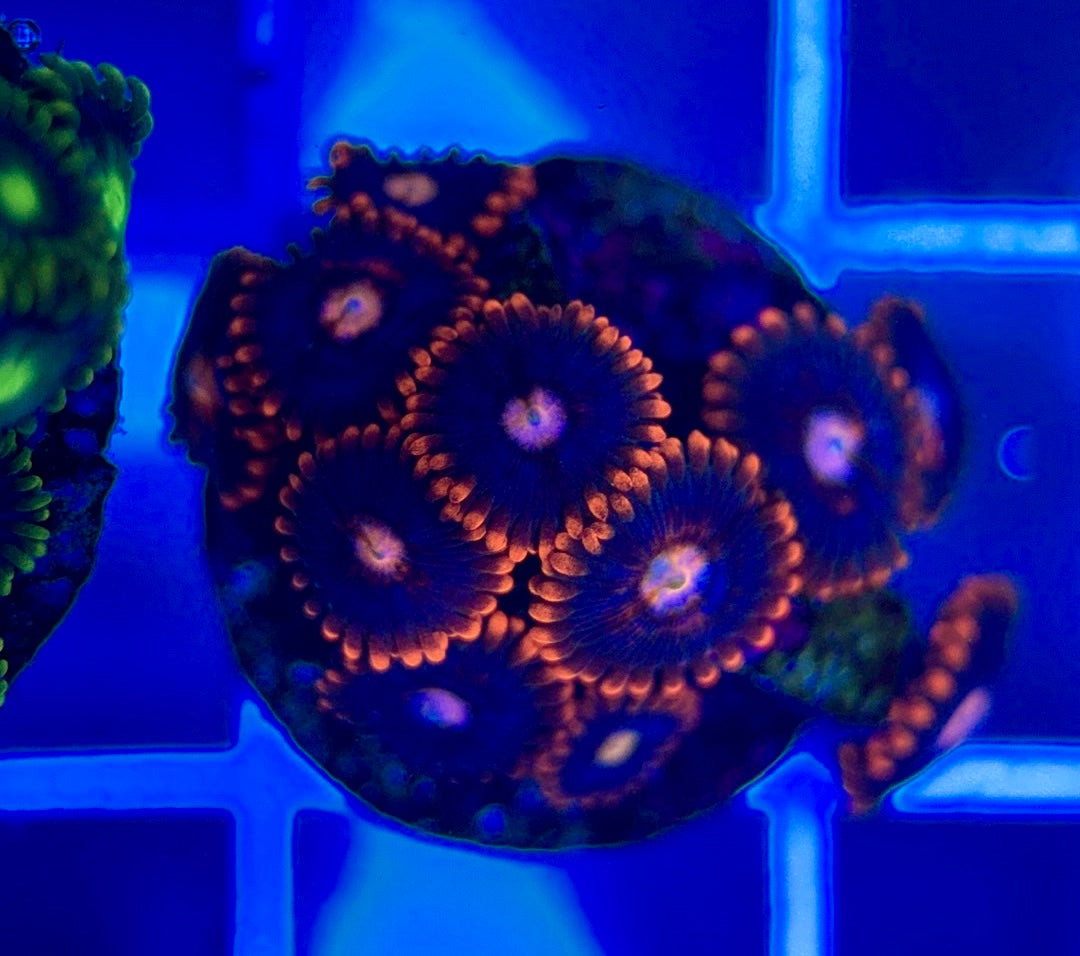 Aquacultured Zoanthids/Playthoa AZP050307 WYSIWYG