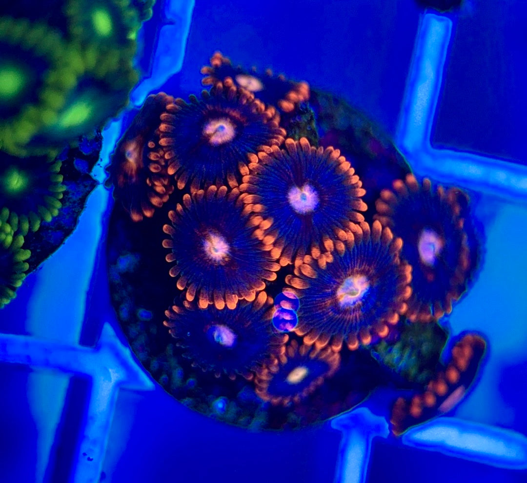 Aquacultured Zoanthids/Playthoa AZP050307 WYSIWYG