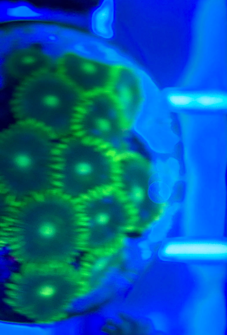 Aquacultured Zoanthids/Playthoa AZP050308 WYSIWYG