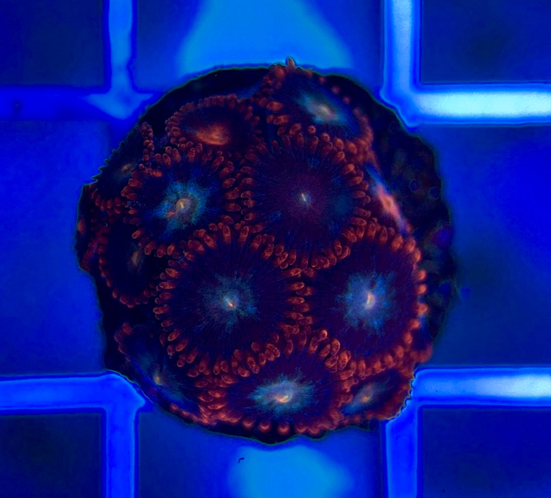 Aquacultured Zoanthids/Playthoa AZP050309 WYSIWYG