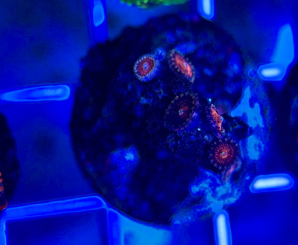 Aquacultured Zoanthids/Playthoa AZP050310 WYSIWYG