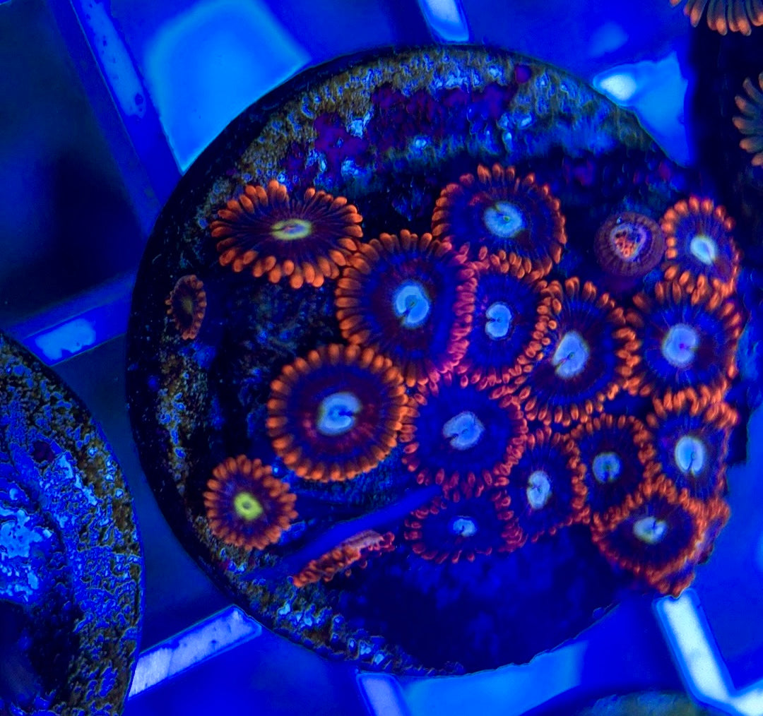 Aquacultured Zoanthids/Playthoa AZP050311 WYSIWYG