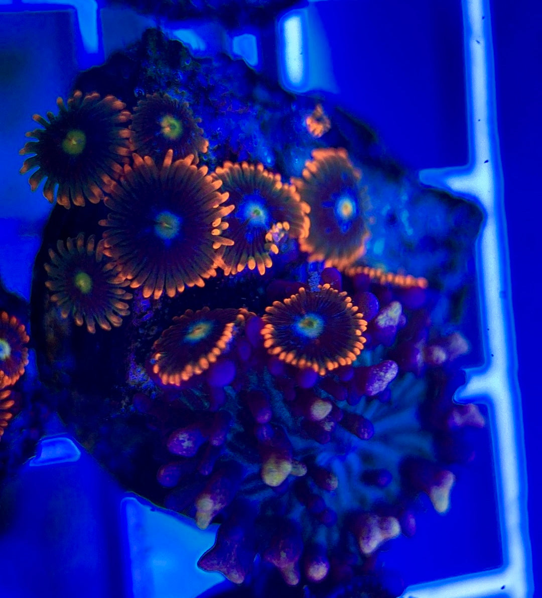 Aquacultured Zoanthids/Playthoa AZP050312 WYSIWYG