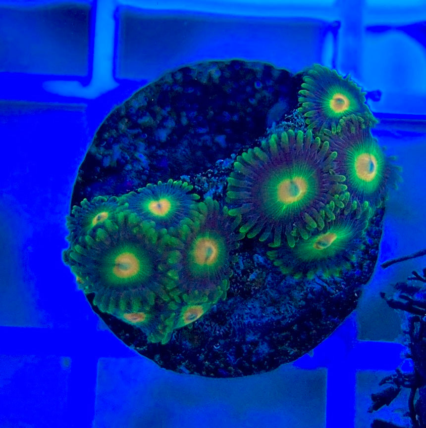 Aquacultured Zoanthids/Playthoa AZP050301 WYSIWYG