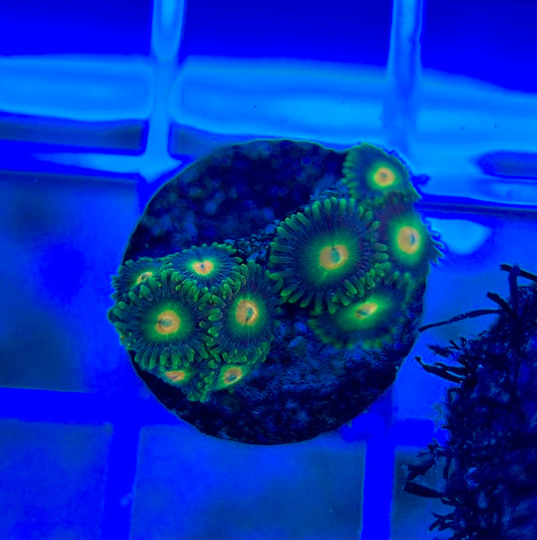 Aquacultured Zoanthids/Playthoa AZP050301 WYSIWYG