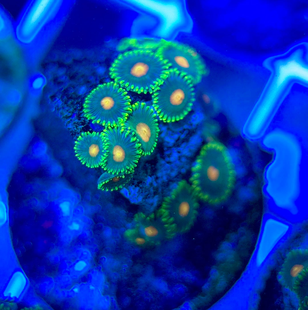 Aquacultured Zoanthids/Playthoa AZP050303 WYSIWYG
