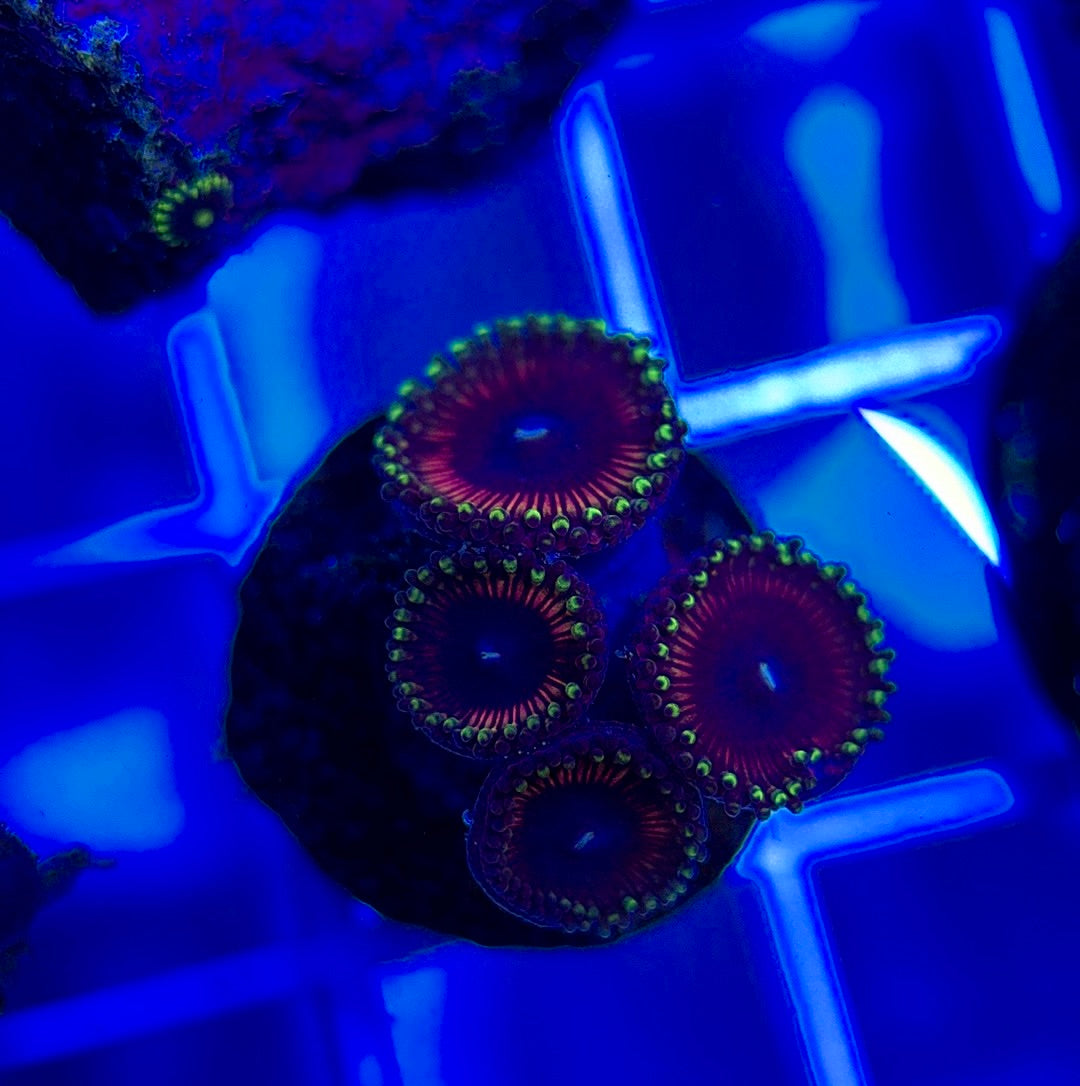 Aquacultured Zoanthids/Playthoa AZP050305 WYSIWYG