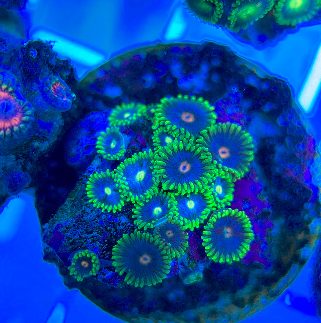 Aquacultured Zoanthids/Playthoa AZP050308 WYSIWYG