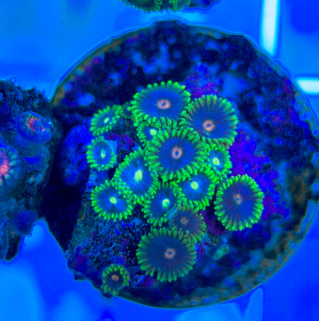 Aquacultured Zoanthids/Playthoa AZP050308 WYSIWYG