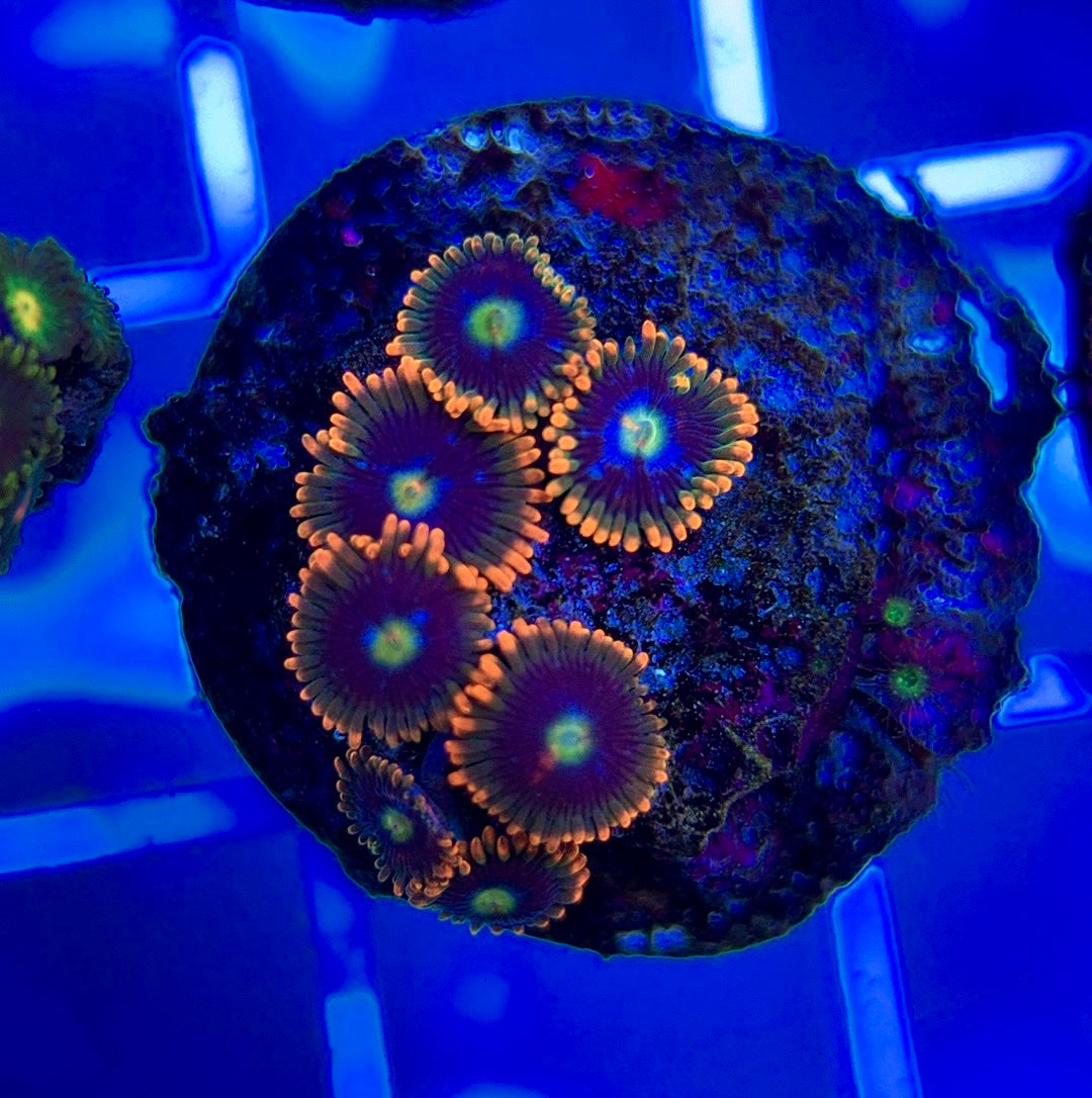 Aquacultured Zoanthids/Playthoa AZP050309 WYSIWYG