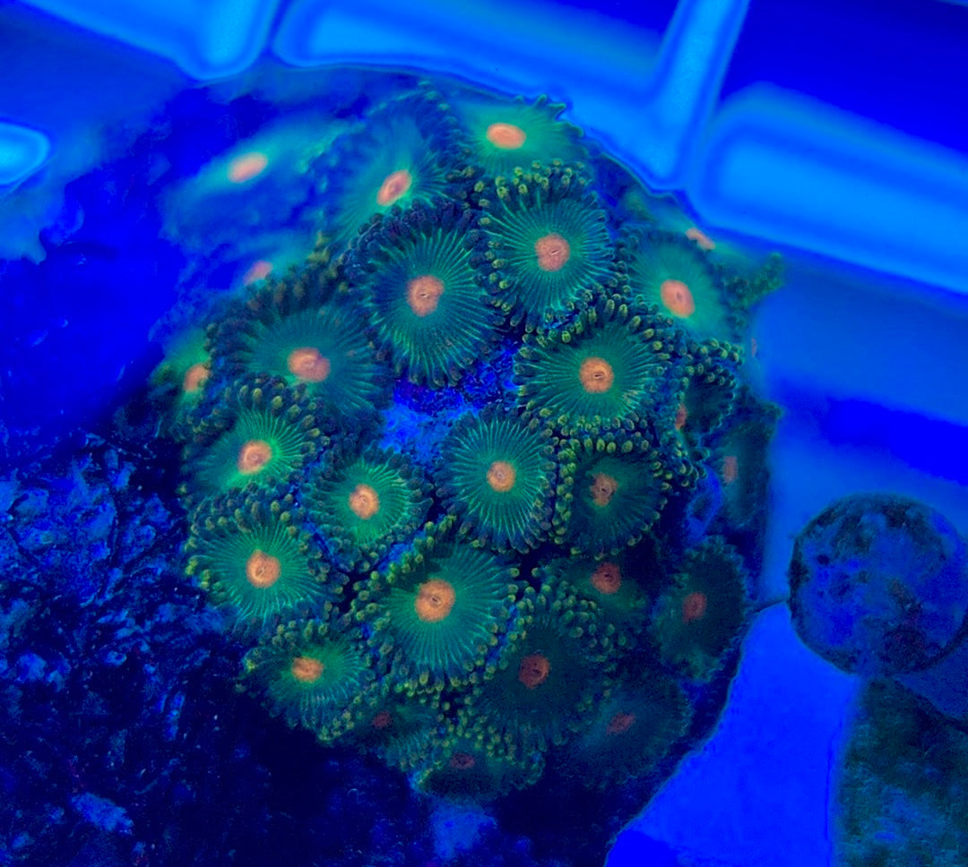 Aquacultured Zoanthids/Playthoa AZP050301 WYSIWYG