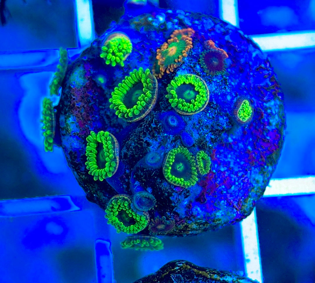 Aquacultured Zoanthids/Playthoa AZP050302 WYSIWYG