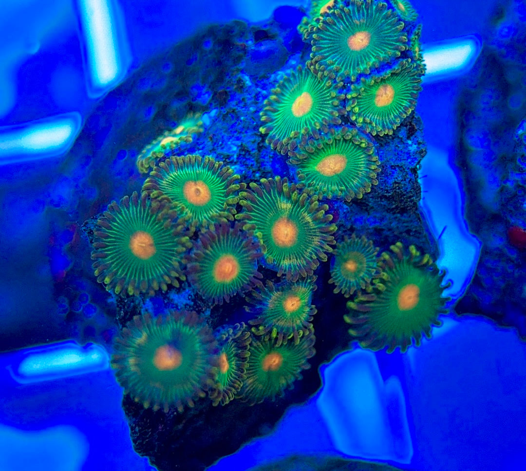 Aquacultured Zoanthids/Playthoa AZP050304 WYSIWYG