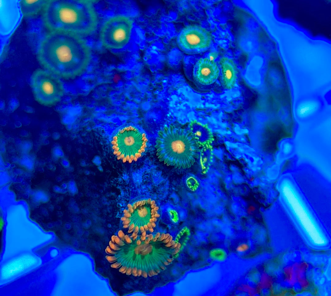 Aquacultured Zoanthids/Playthoa AZP050305 WYSIWYG